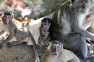 Animal: “Cognitive Ethology: The Minds of Other Animals” (1981)